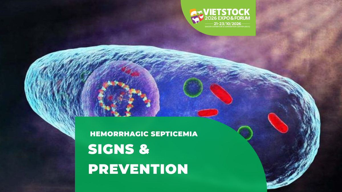 Hemorrhagic Septicemia in Cattle and Buffaloes in 2026: Signs, Causes, and Prevention